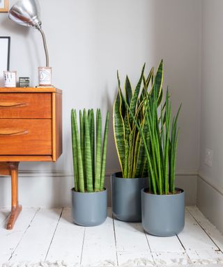 group of snake plants in low light room