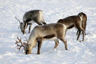 rudolph-reindeer