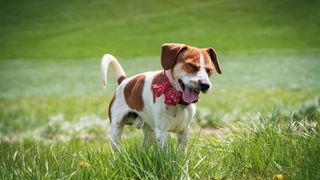 Beagle sneezing in summer grass