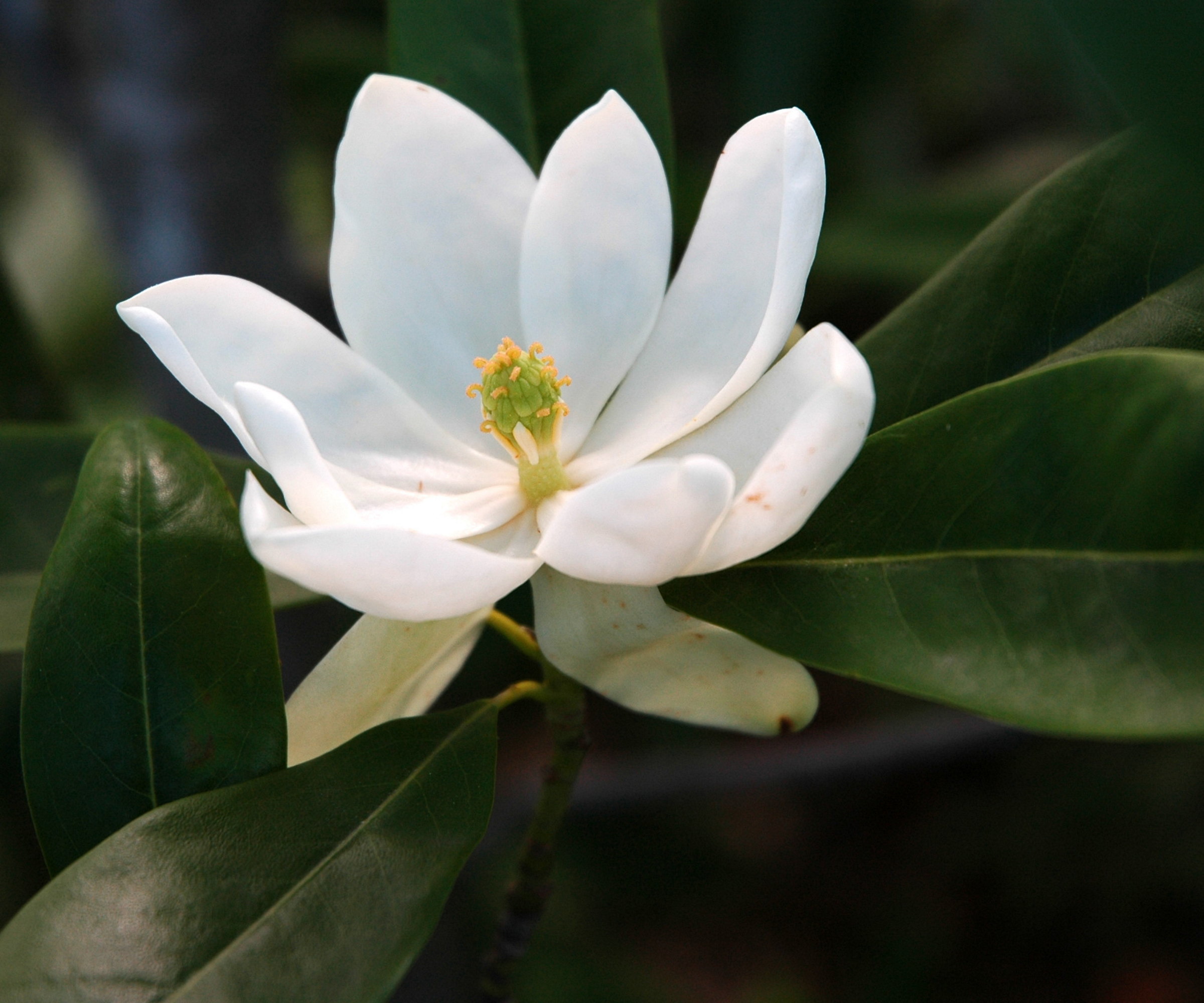A close-up image of a white bloom of a sweetbay magnolia with yellow stamens