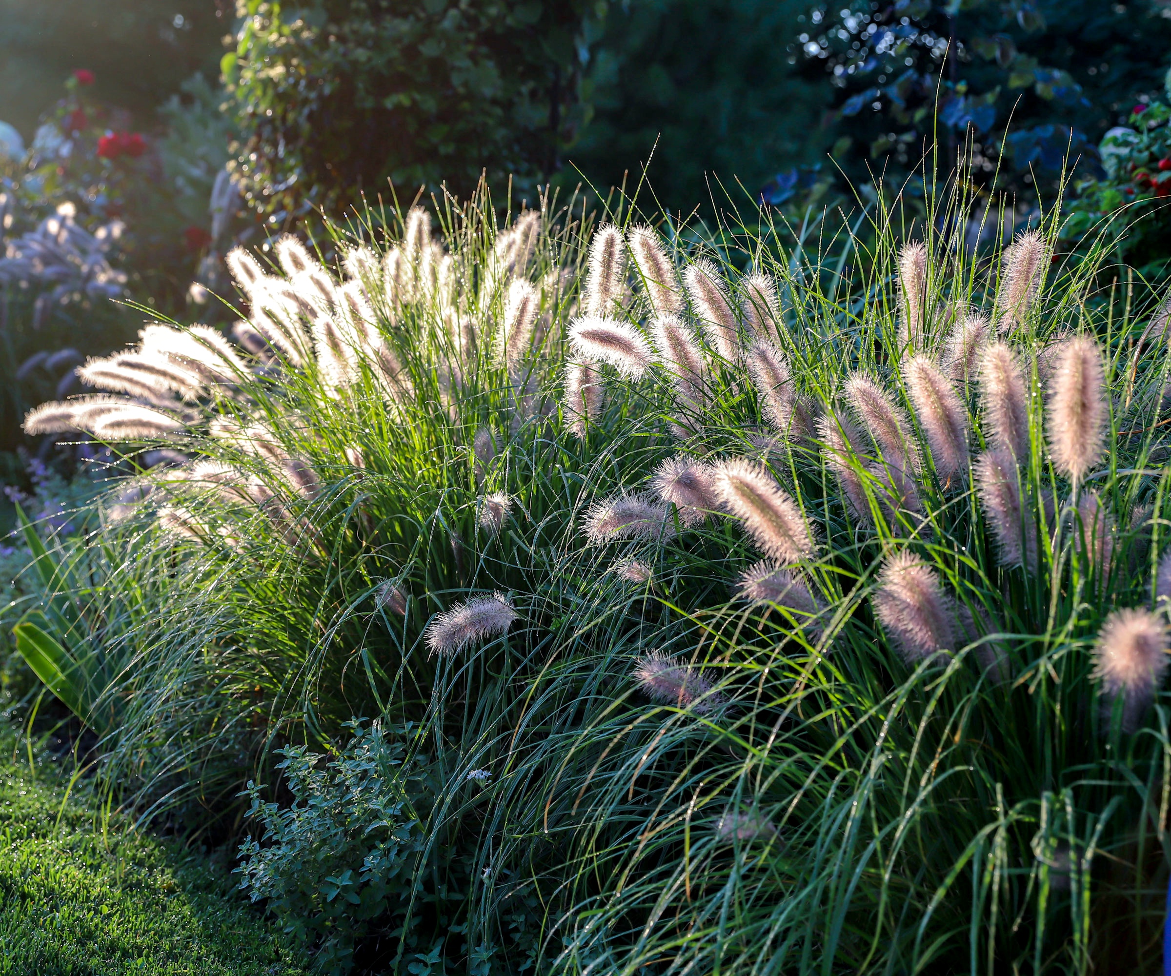 bottlebrush ornamental grass in garden border