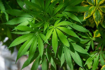 A cannabis plant.