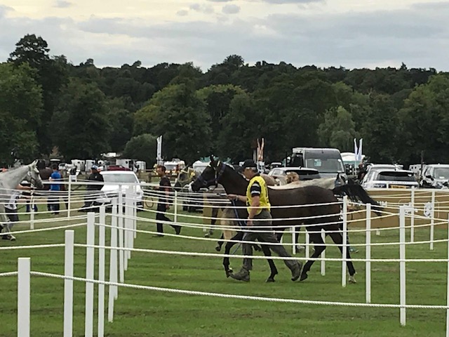 Trotting-back.jpg