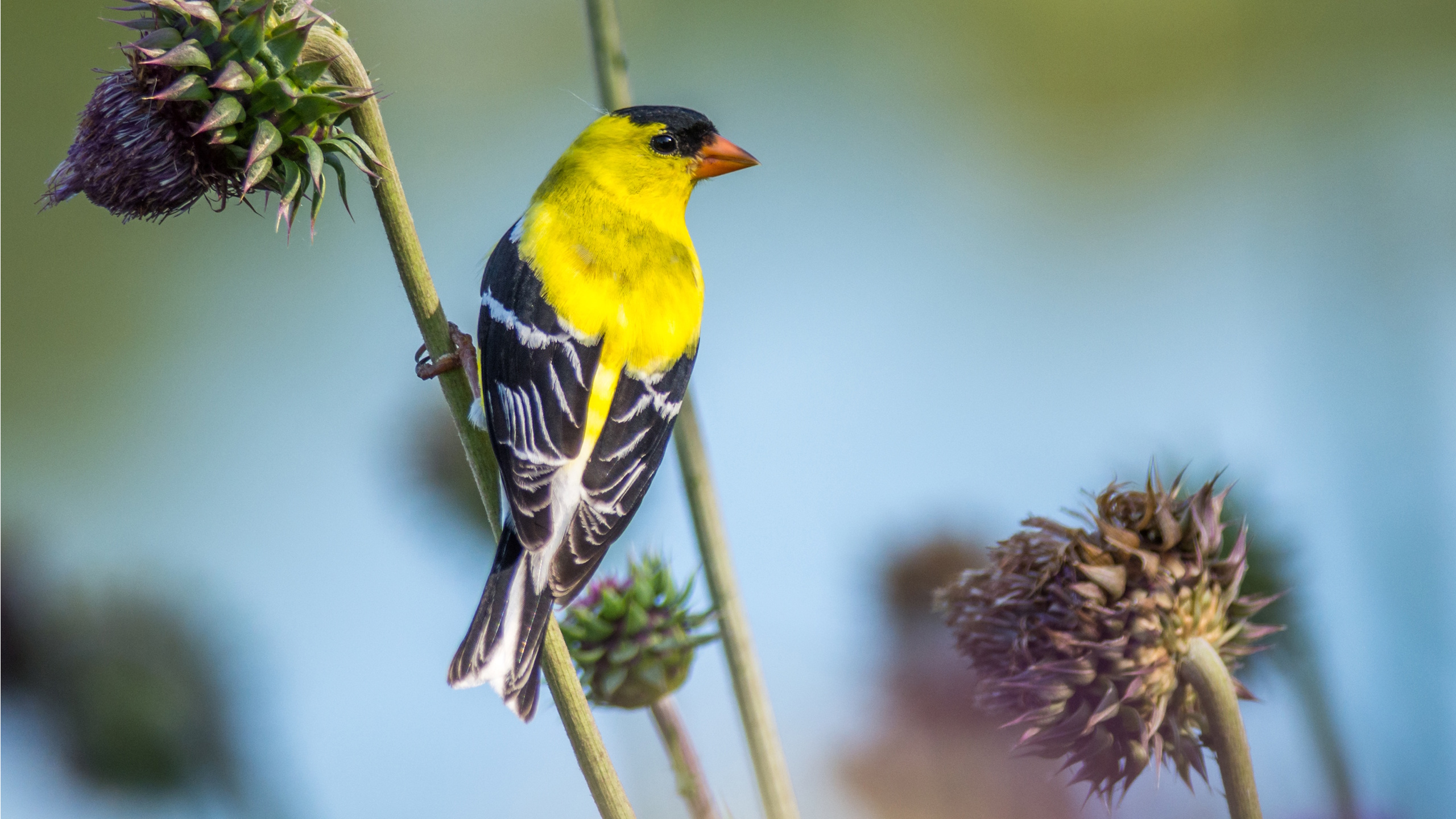 American goldfinch sitting on branch