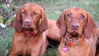 Two Vizsla dogs sat on the grass