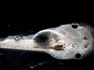 tadpole with eye on its tail