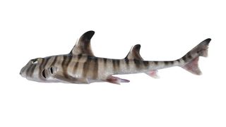 A striped shark against a white background