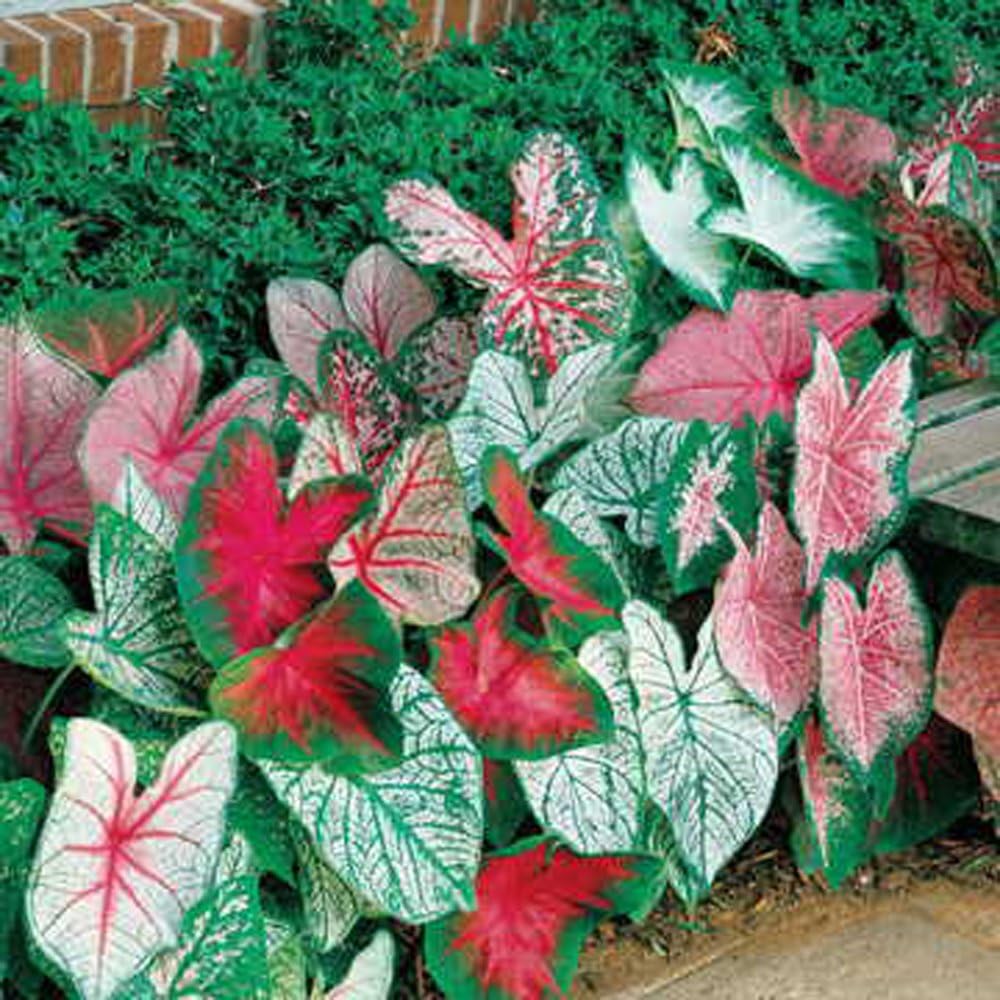 Caladium, Bulb, Fancy Mix, Pack of 6 (six Bulbs), Easy to Grow, Colorful Mix, Hosta, Country Creek Acres Brand