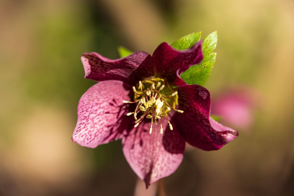 Sample image taken with a Fujifilm XF 16-55mm f/2.8 R LM WR II lens and Fujifilm X-T5 camera