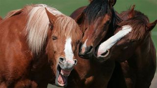 Horses 'laughing'
