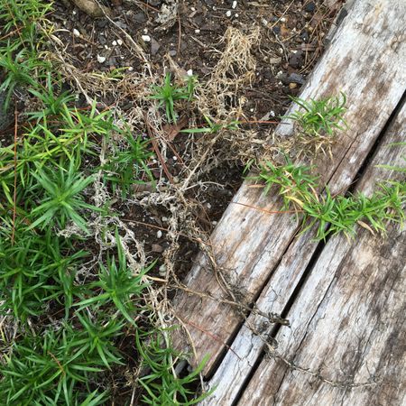 Dried Out Phlox Plant