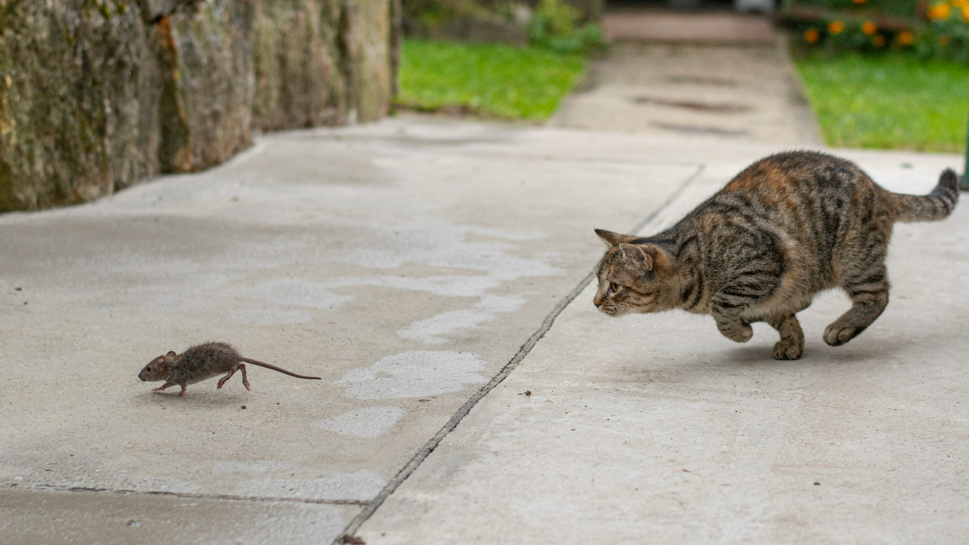 Cat chasing after a mouse