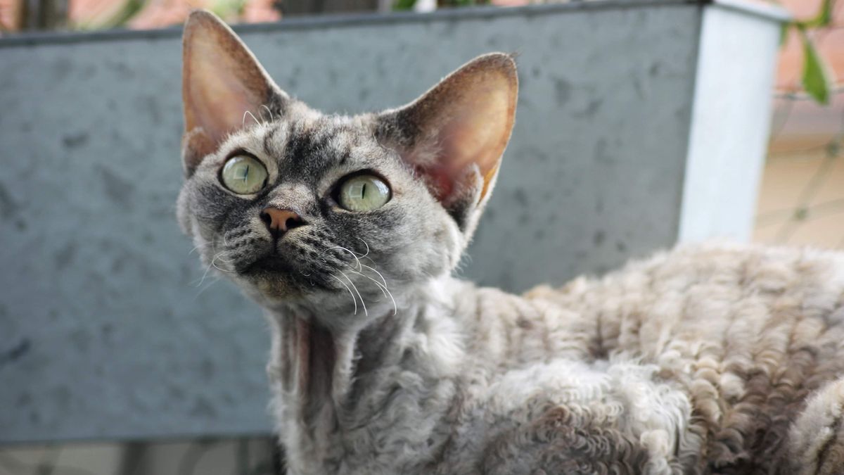 Fashion devon rex cat personality