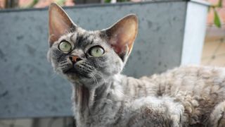 grey devon rex cat