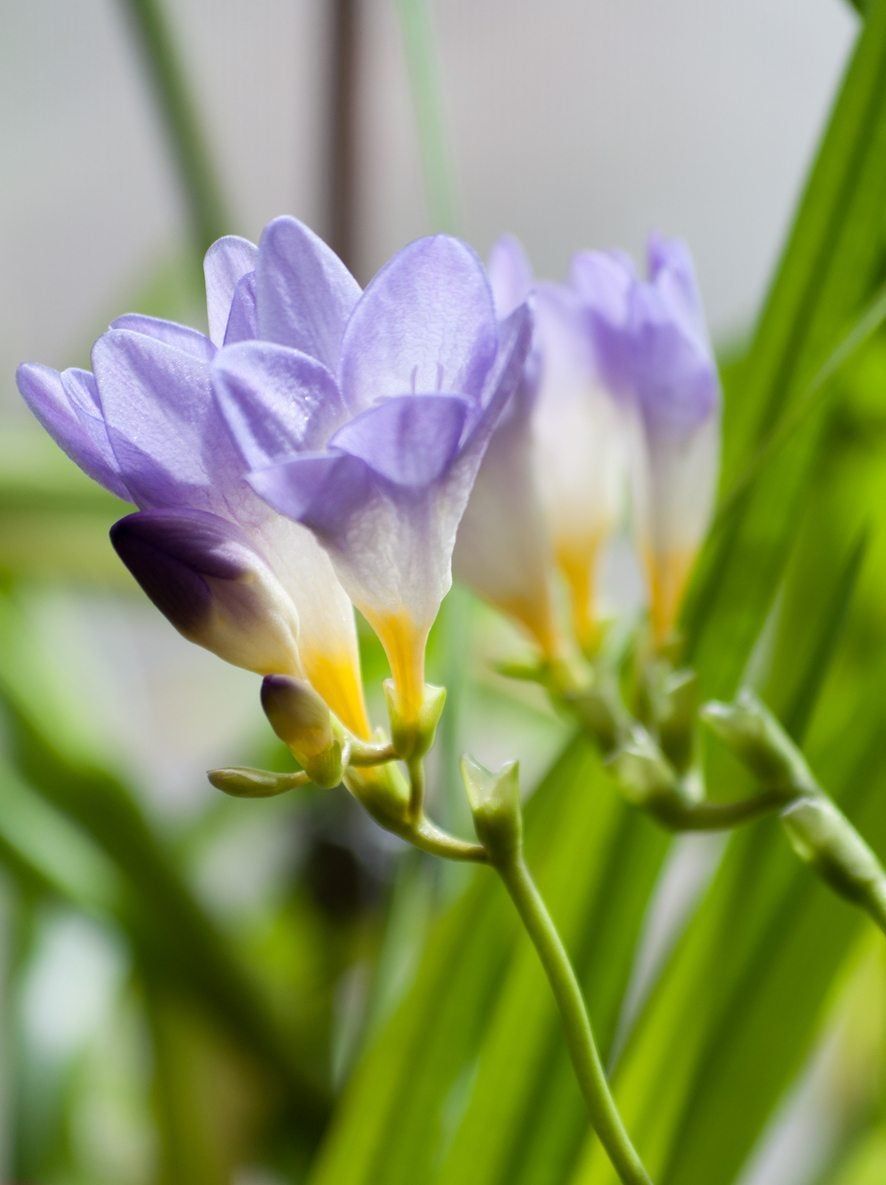 freesia blooms