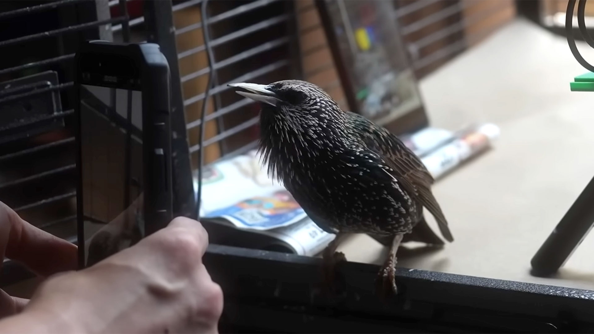 A starling can be used to &#039;save&#039; a PNG image