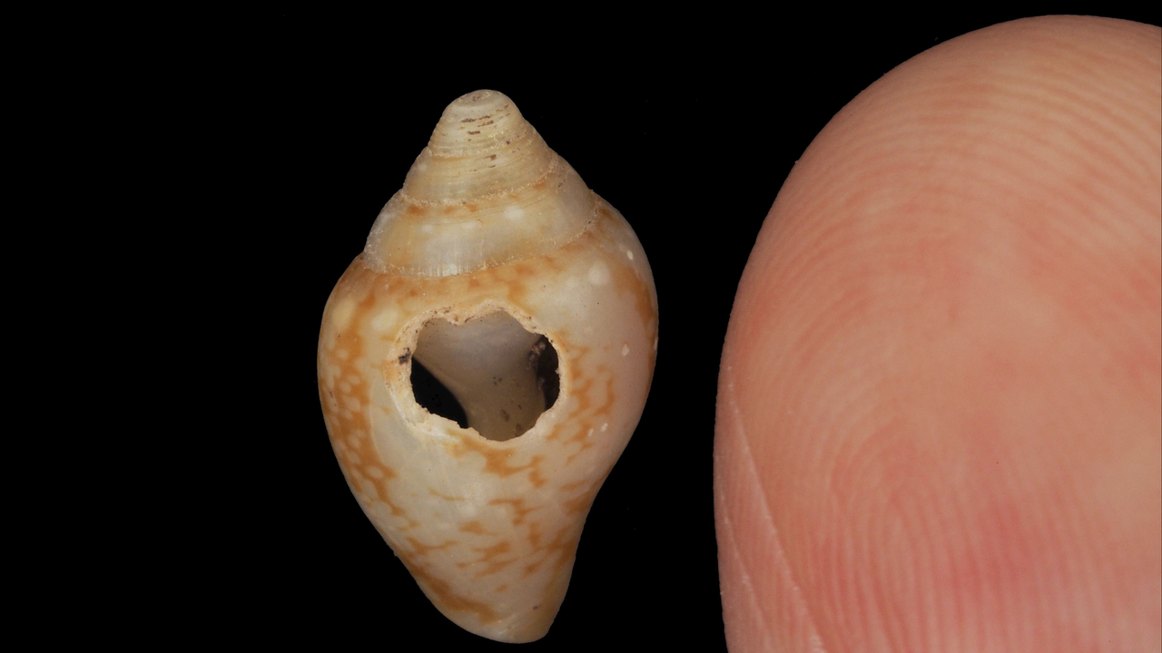 Neandertalczycy i Homo sapiens dzielili kulturę 59 tys. lat temu w Turcji