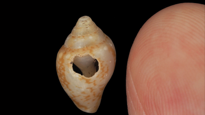 Conical shell with a hole in the center next to a human finger