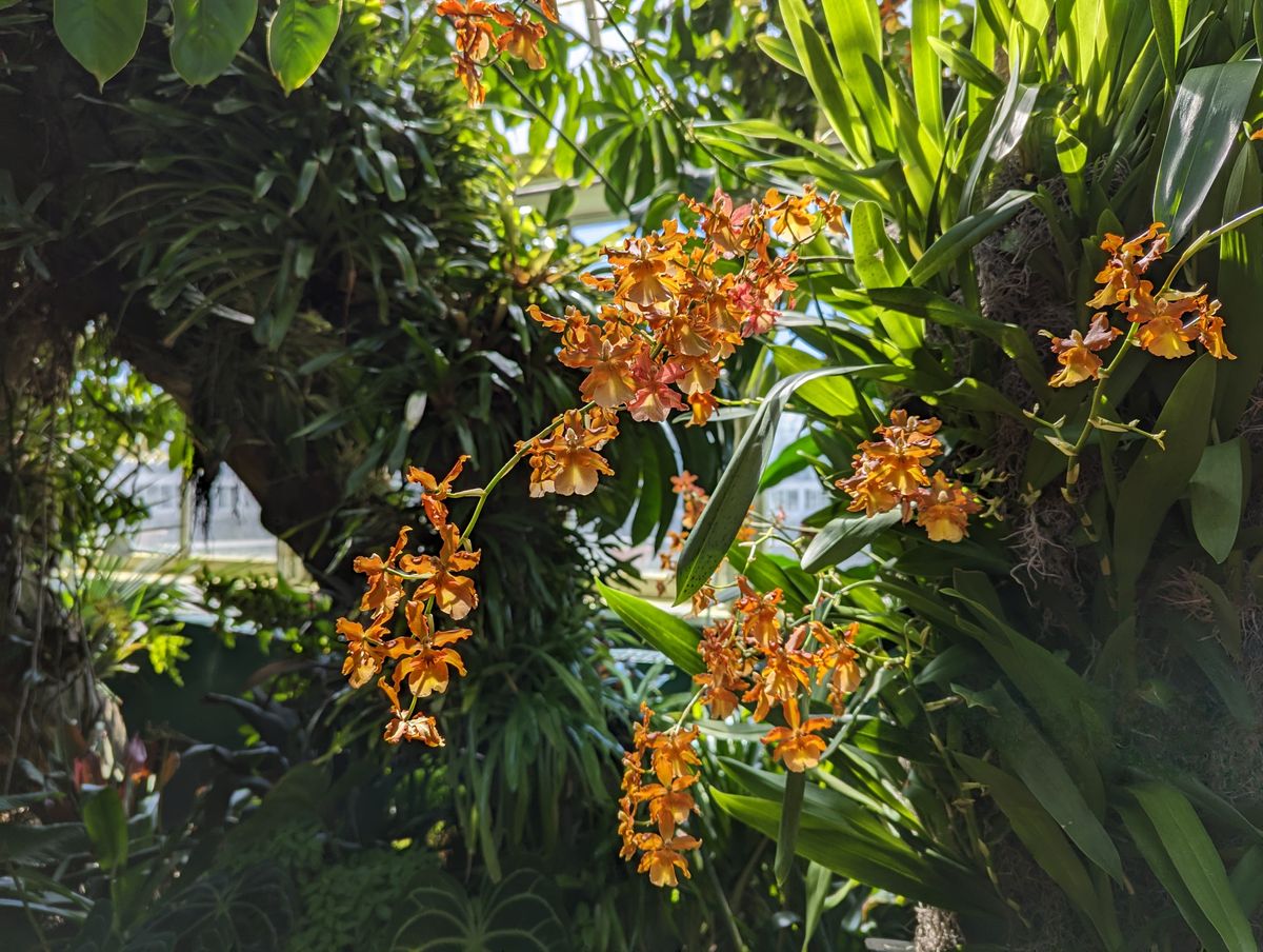 Flower photos taken with the Google Pixel 7 Pro