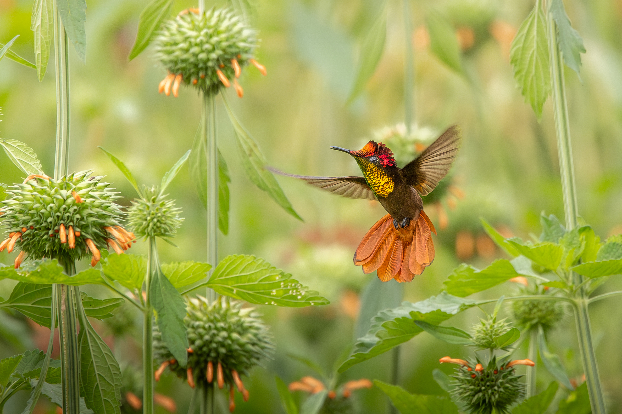 Colorful hummingbird hovering among green flowering plants