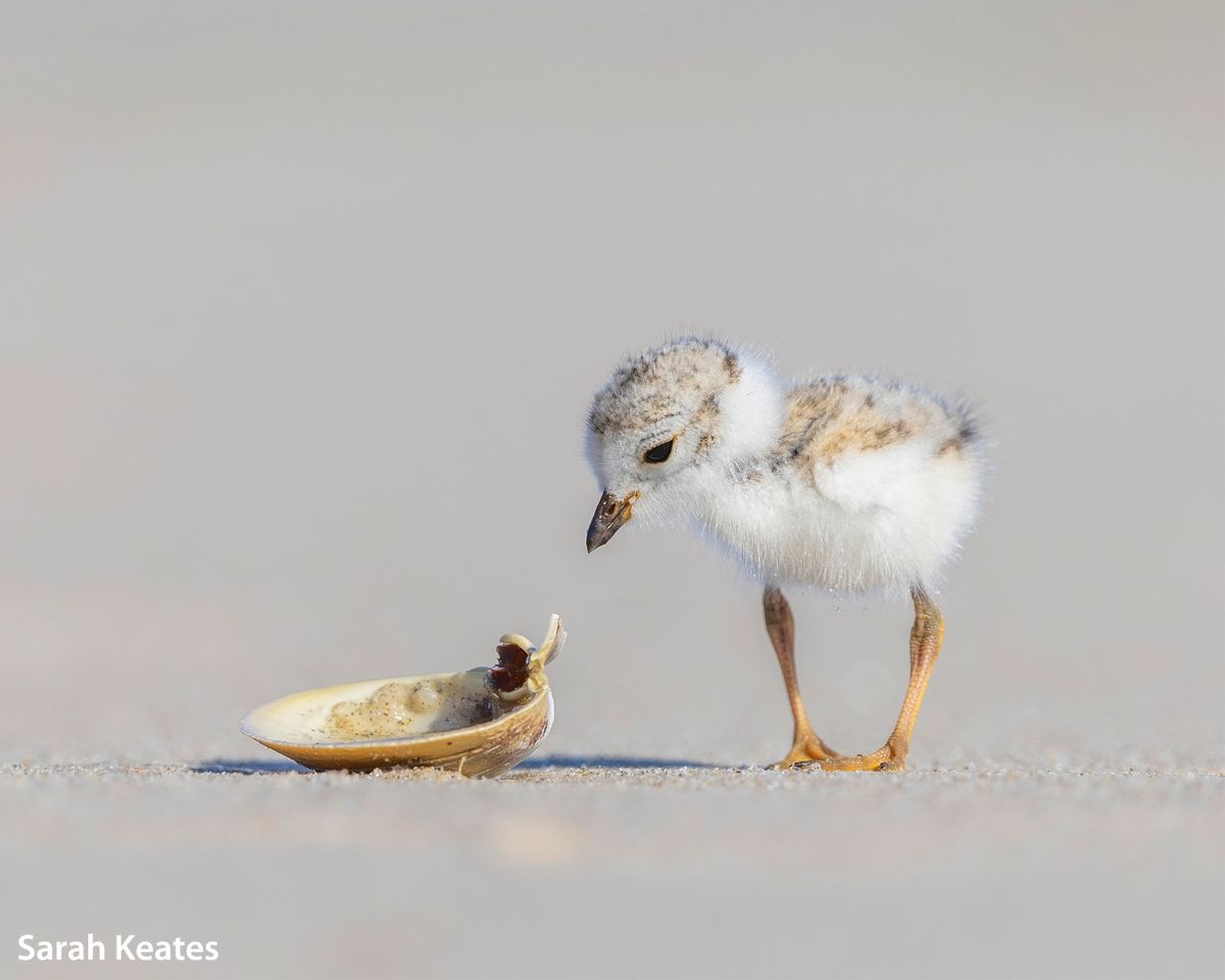 SINWP Bird Photographer of the Year 2022