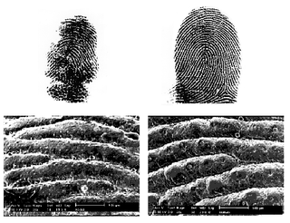 fingerprints