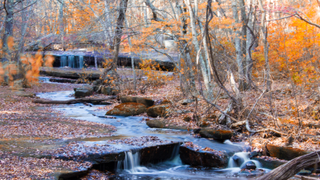 Rhode Island forest