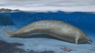 An artist's drawing of an extinct species of whale. 