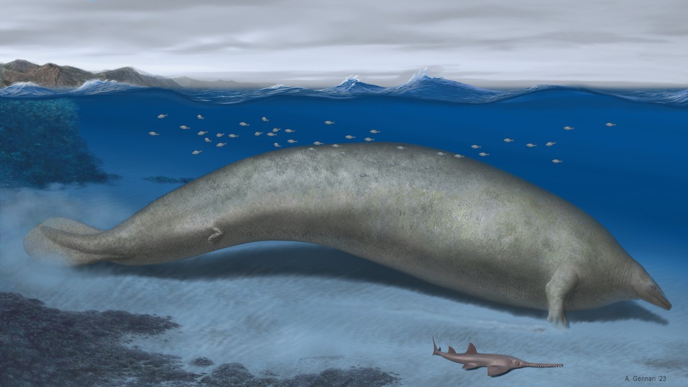 An artist's drawing of an extinct species of whale.