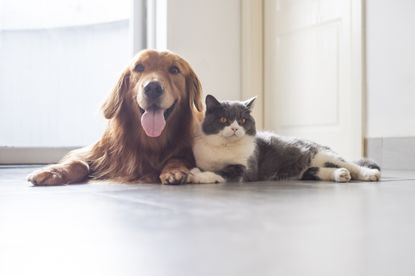 A cat and a dog.