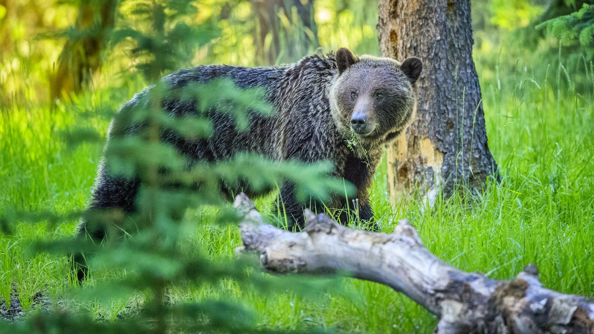 Wildlife safety: bear