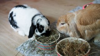 Two Holland Lops eating together