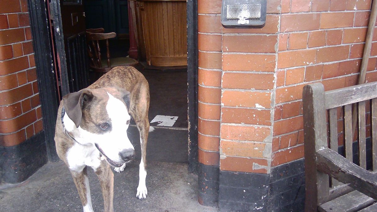 Sample photograph taken with Godox C100 showing close-up of a dog standing in the entrance to a pub