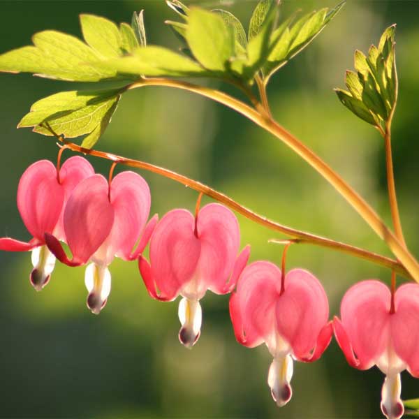 Old Fashioned Bleeding Heart - Quart Container
