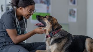 Dog being stroked on the chin by a vet