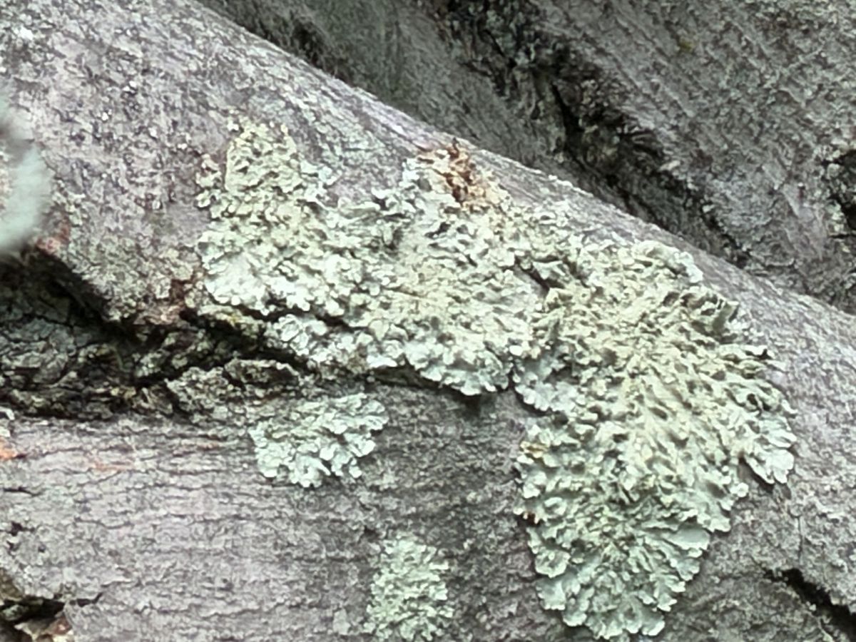 iPhone 17 Pro telephoto sample.