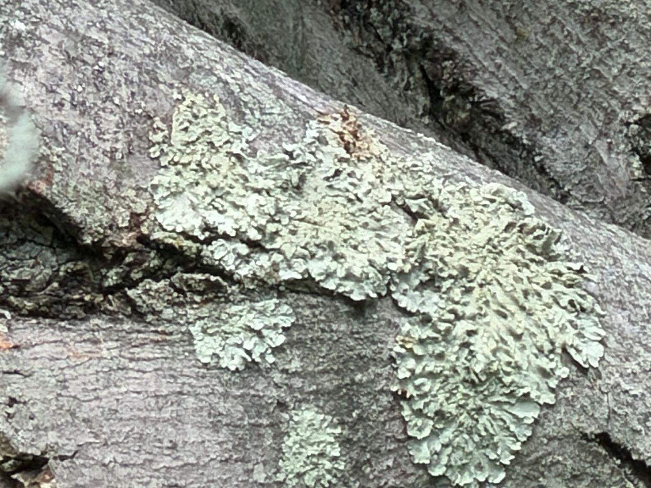 iPhone 17 Pro telephoto sample.