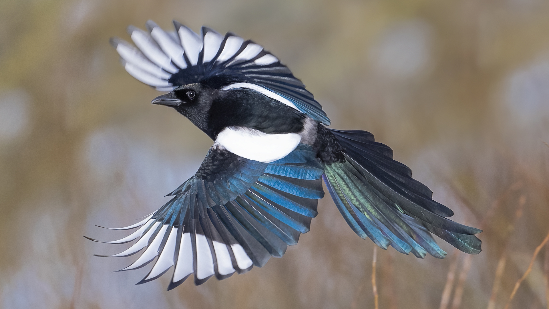 A photograph of a flying magpie with its wings outstreched.