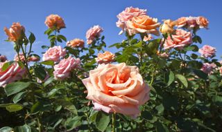 rose garden against a blue sky