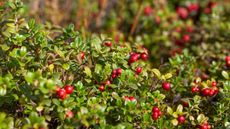 Lingonberry bushes in a sunny garden with red fruits and green leaves