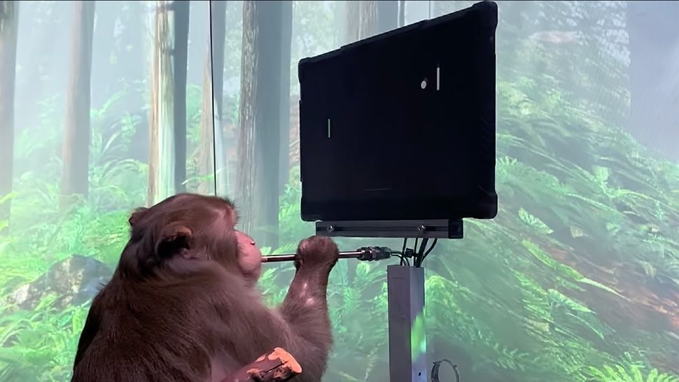 Neuralink video shows monkey mind-controlling Pong — watch this | Tom's