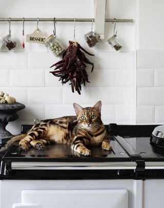Cat sitting on aga in kitchen