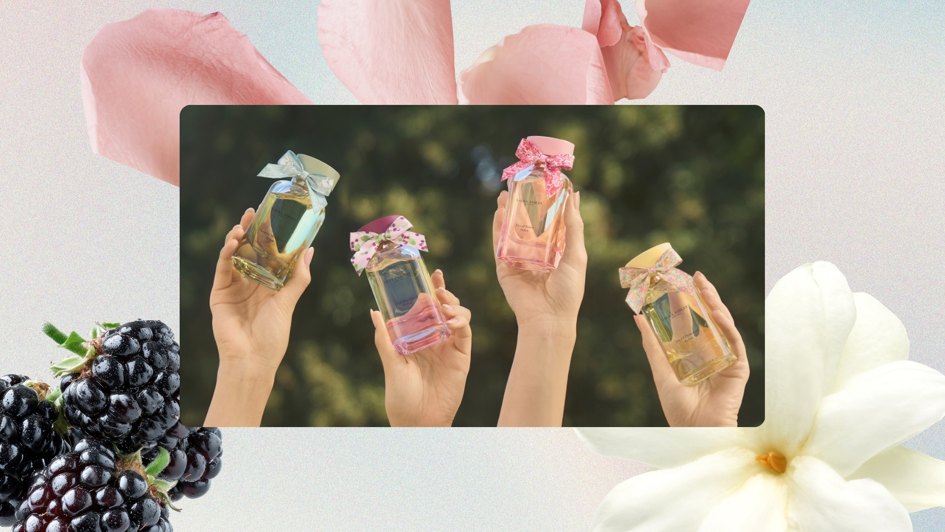 Image of hands holding the four Laura Ashley perfumes, on a pastel watercolour background with blackberries, rose and jasmine pictures