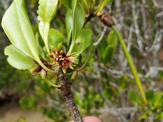 Mangroves play a crucial role in the ecosystem thanks to the dizzying array of plants, animals and birds they feed, house and protect.