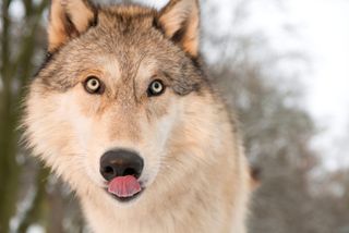 A wolf (Canis lupus) in a forest, Austria, Europe