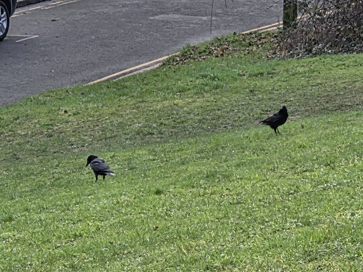 A zoomed photo of two crows