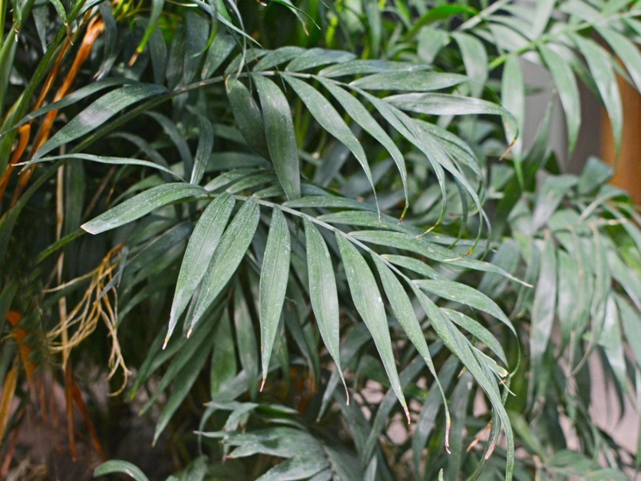 Outdoor Parlor Palms