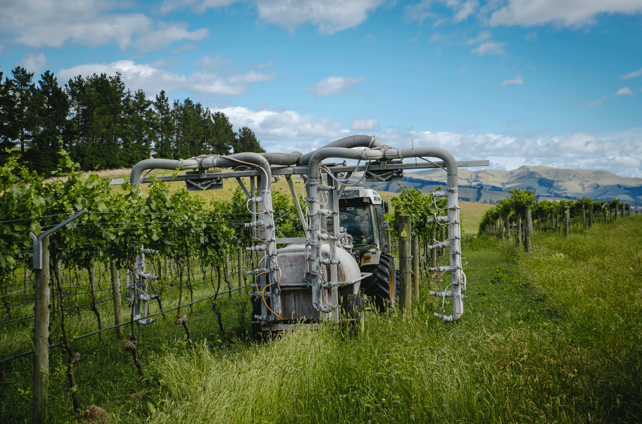 Greystone&amp;rsquo;s pioneering high-trellising system