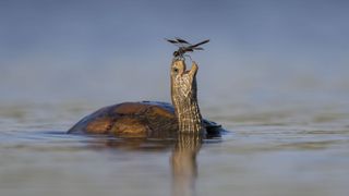 A dragonfly lands on a turtle's nose in Israel.