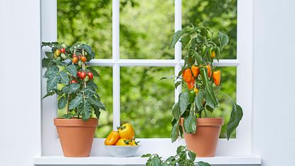 Peppers and tomatoes growing on windowsill